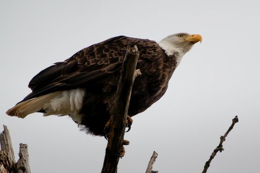 A low angle shot of a Bald eagle perched on a tree