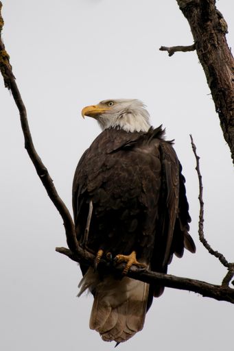 A low angle shot of a Bald eagle perched on a tree
