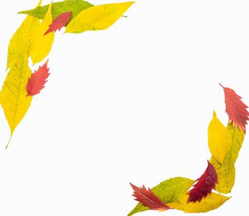 An artistic arrangement of autumn foliage creating a frame on a white background