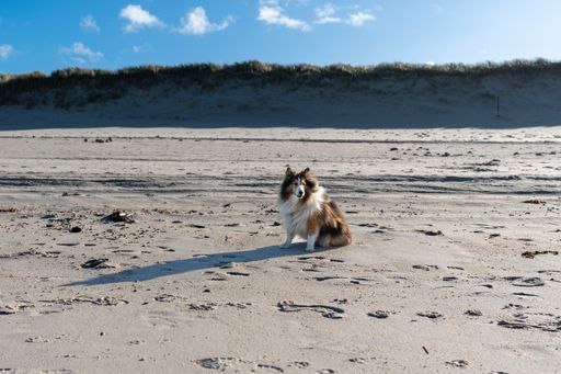 A scenic view of a Shetland Sheepdog sitting in a barren landscape
