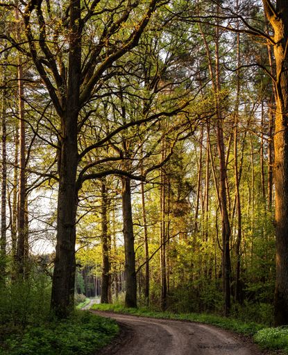 A vertical shot of a pathway surrounded by trees in a forest under the sunlight
