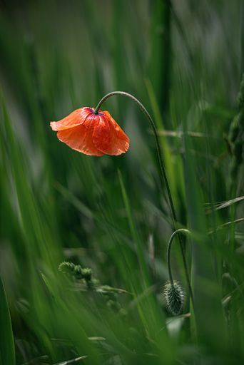 a vertical shot of a red poppy flower growing in the green grass