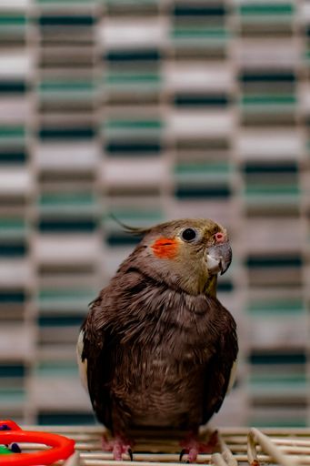 A portrait of a pet cockatiel after taking a bath.