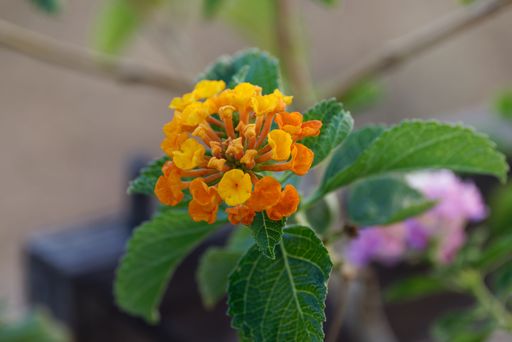 A closeup shot of vibrant Lantana with green foliage