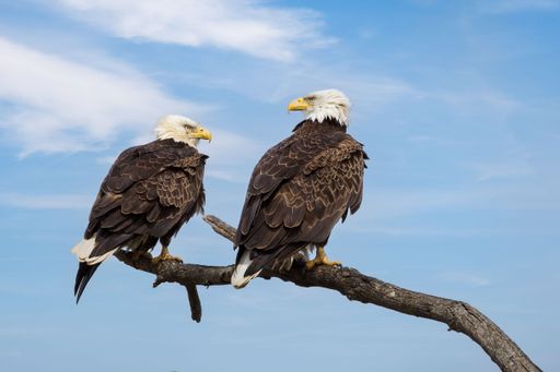 The two bald eagles perched on a tree branch gazing into the distance