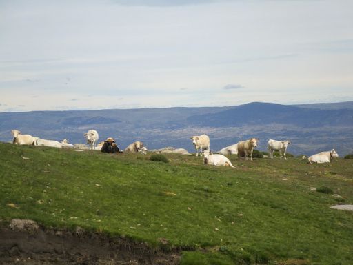 A herd of cows on a hill covered in greenery under a cloudy sky in the countryside