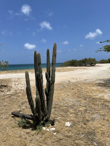 A vertical shot of a cactus on an Aruba coast