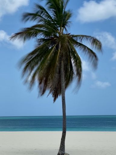 A vertical shot of a palm tree on a sandy beach in Aruba