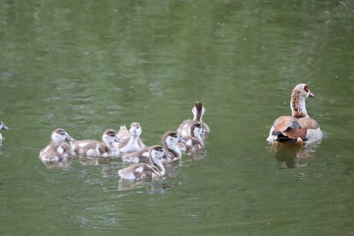 A female Egyptian goose with goslings swimming in a pond