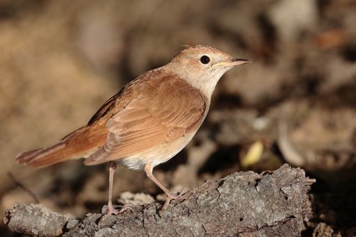 Common nightingale Luscinia, megarhynchos on spring migration at stop-over searching for insects on ground. Flash lit. Malta, Mediterranean