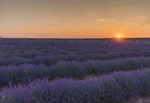 Spectacular sunset in Brihuega amidst lavender fields in July, Spain