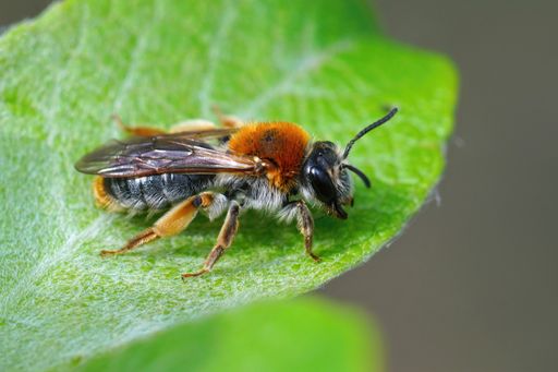 A closeup shot of a female Orange tailed mining bee, Andrena haemorrhoa on a leaf of goat willow