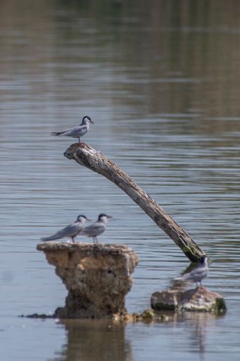 A vertical shot of River tern on the branch and stone in the wa