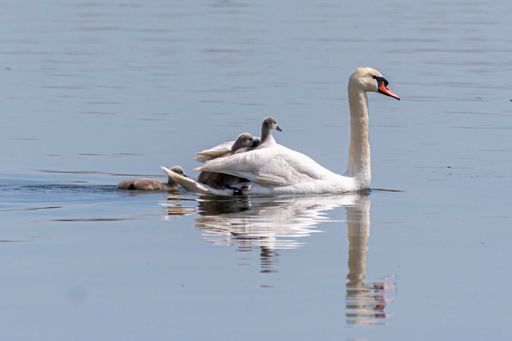 A selective focus shot of a white swan with chicks floating in the lake