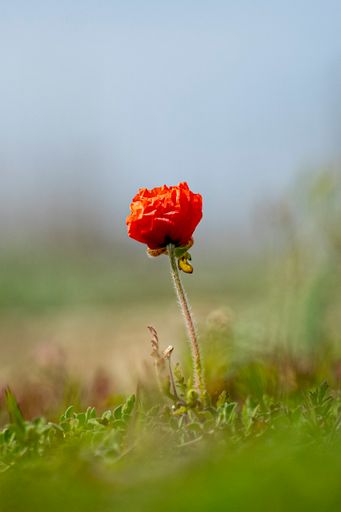 A vertical shot of a red poppy with green field in the background