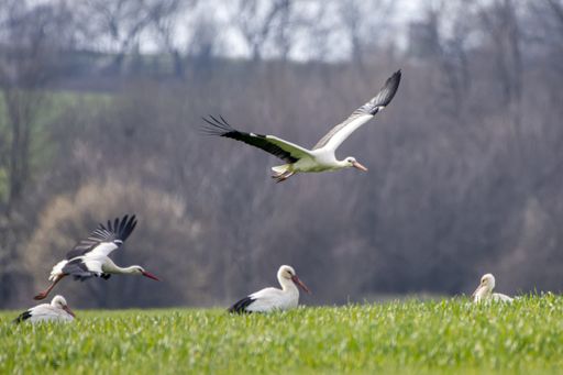 Beautiful ciconia birds flying over a green field