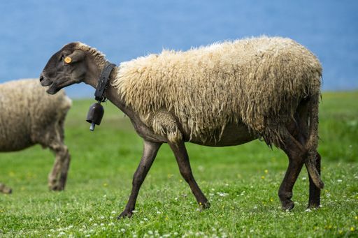 A herd of sheep grazing in a meadow near the sea
