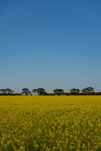 A scenic panorama of a vibrant yellow field with lush green trees in the foreground against a bright blue sky