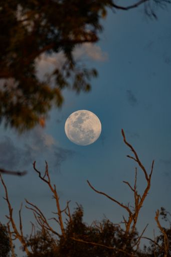 A majestic full moon is visible through a silhouetted canopy of trees and shrubs, creating a stunning nighttime scene