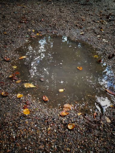 A puddle with rainwater and orange tree leaves