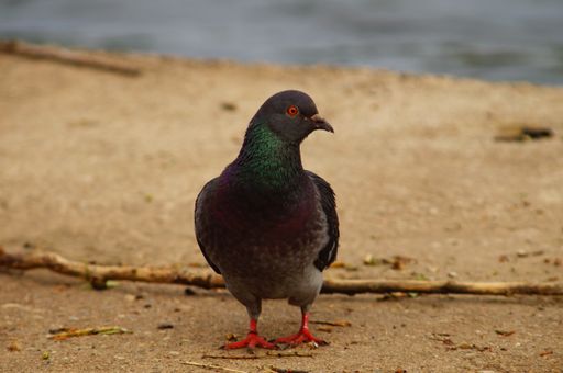 A city pigeon walks along the banks of the Main River at the ferry dock in Frankfurt's Hoechst district.