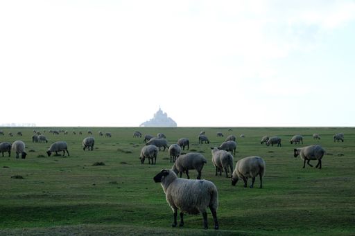 Several sheep grazing on the grass under a clouded sky behind a building