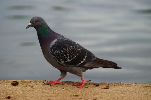 A city pigeon at the banks of the Main River at the ferry dock in Frankfurt's Hoechst district.