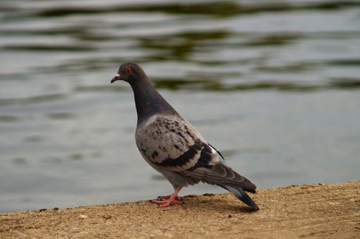 A city pigeon at the banks of the Main River at the ferry dock in Frankfurt's Hoechst district.