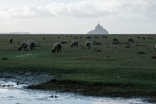 Several sheep grazing on the grass under a clouded sky behind a building