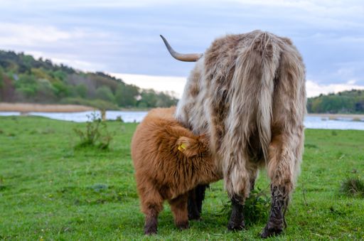 A calf, highland cattle, draws milk from its mother. The cows walk on a green meadow and can graze fresh green grass. Background with copy space.