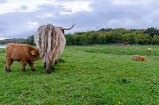 A calf, highland cattle, draws milk from its mother. The cows walk on a green meadow and can graze fresh green grass. Background with copy space.