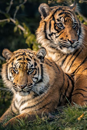 The two majestic Bengal tigers lying side by side in a verdant meadow.