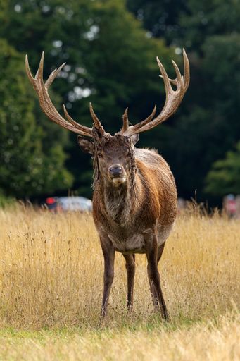 A vertical shot of a red dear with peeling skin standing on a grassy field