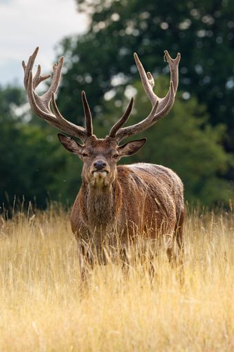 A vertical shot of a brown deer with antlers standing in a lush and vibrant forest