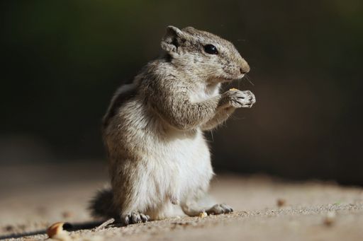A closeup of an adorable chipmunk standing on the stone surface and chewing food in the park