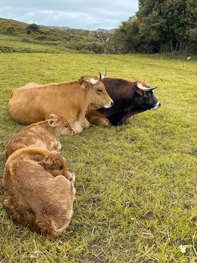 A vertical shot of Aubrac cows lying on the ground in the countryside