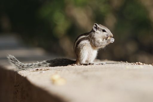 A closeup of an adorable chipmunk standing on the stone surface and chewing food in the park