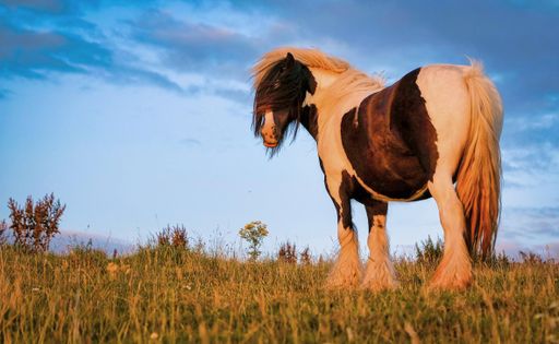 A beautiful chestnut horse stands in a lush green field, illuminated by the bright sun of a summer day
