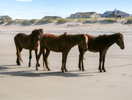 Three majestic horses stand on a beach, taking in the beautiful view in front of them