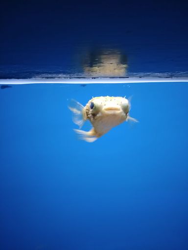 This image shows a fish swimming in a tranquil aquarium with a scattering of air bubbles
