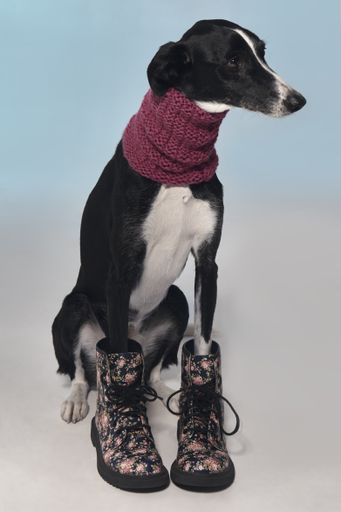 A fashionable dog wearing a scarf and beautiful shoes isolated on a white background