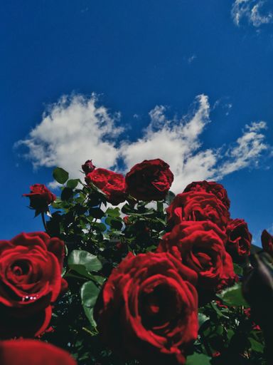 A vertical shot of red roses in a field under the sunlight and a blue background