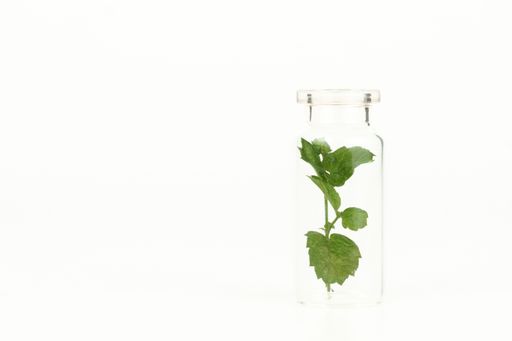 close-up of a glass jar with leaves of fresh mint isolated on white background