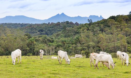 The goats grazing in a valley in a rural area in Brazil