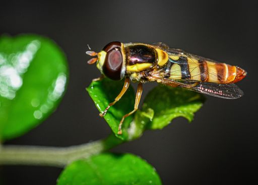 A closeup shot of a bee sitting on a green leaf
