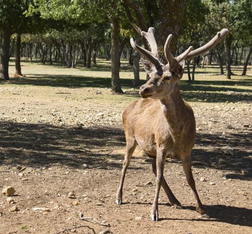 A closeup shot of the red deer in the nature reserve of Palencia, Spain