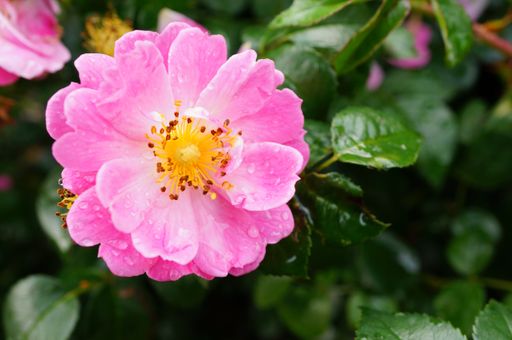 A closeup shot of a pink rose with some raindrops
