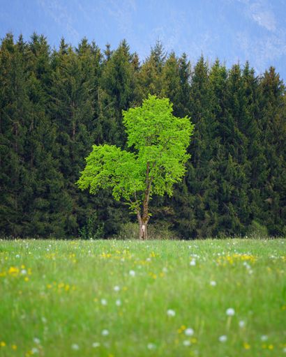 A vertical shot of a fresh green tree in front of a forest and a meadow in foreground