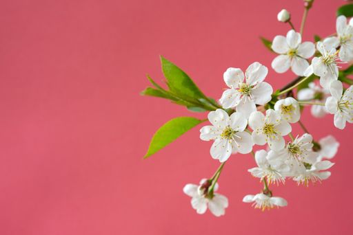 A closeup shot of cherry flowers blooming on tree branches isolated on a pink background