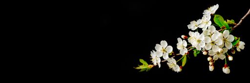 A closeup shot of cherry flowers blooming on tree branches isolated on a dark background